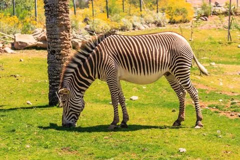 A zebra is grazing on grass in a field Foto stock