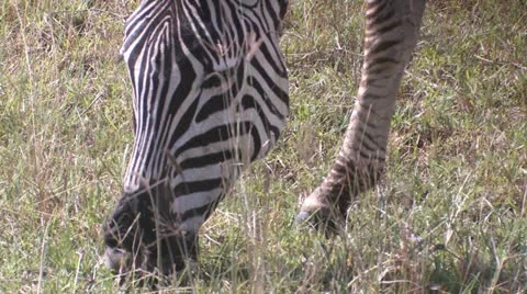 Zebra grazing grass Stock-Footage 22323264