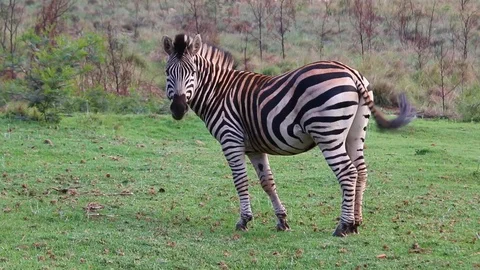 Zebra Grazing On Grass At Wildlife Park. Stock Footage 110736367