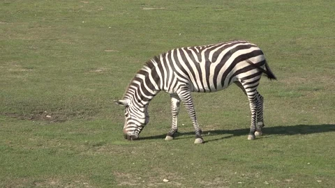 Zebra grazing on grass at the zoo Stock Footage 148291695