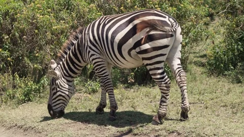 Zebra Grazing on Grassland Close Up Stock Footage 327690639