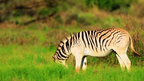  Zebra Grazing on Grassland Video stock 323143349