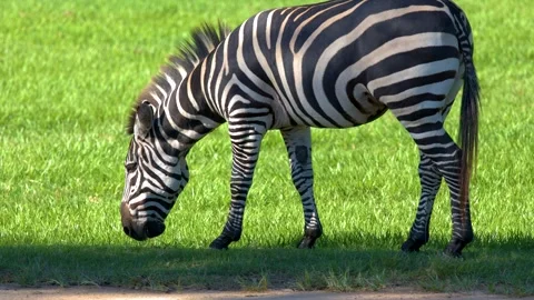 Zebra Grazing on Green Grass in Bright Sunlight at Australia Zoo Stock Footage 332264607