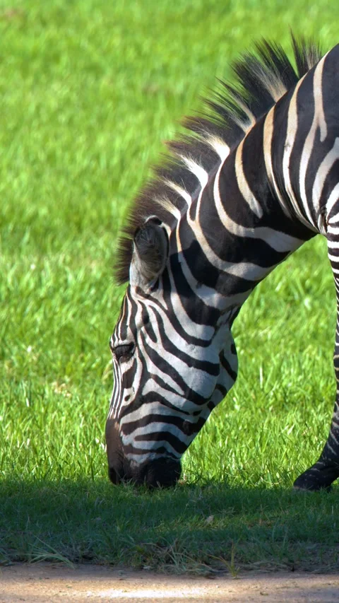 Zebra Grazing on Green Grass in Bright Sunlight at Australia Zoo Stock Footage 332318539