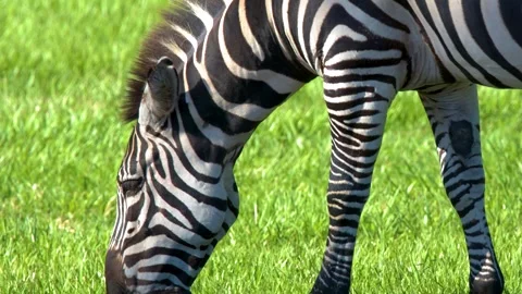 Zebra Grazing on Green Grass in Bright Sunlight at Australia Zoo Stock Footage 332826491
