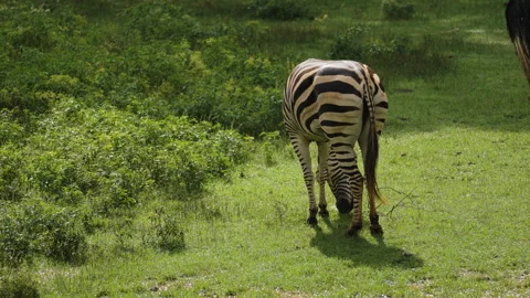 Zebra grazing on a green grass Stock Footage 311626801
