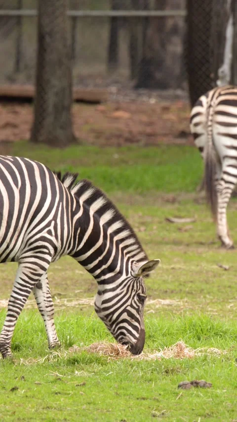 Zebra Grazing on Green Grass in Open Safari Park Stock Footage 346587698