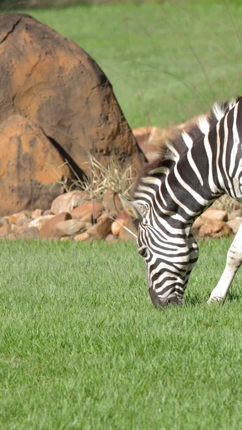 Zebra Grazing on Green Grass in a Sunny Outdoor Enclosure Stock Footage 335852808
