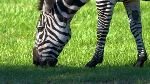 Zebra Grazing on Lush Green Grass in Bright Sunlight Stock Footage 333086452
