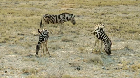 Zebra grazing, namibia Stock Footage 55587874