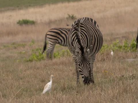 Zebra  grazing in an open field 01 Stock Photos