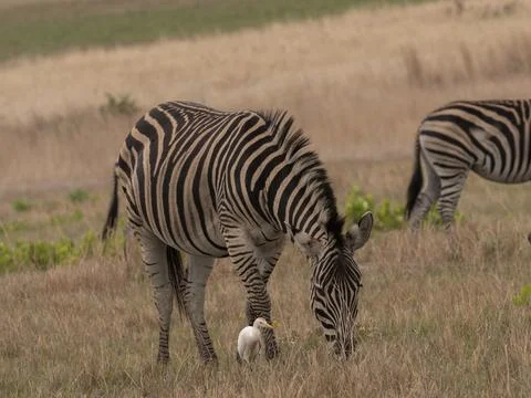 Zebra  grazing in an open field 02 Stock Photos