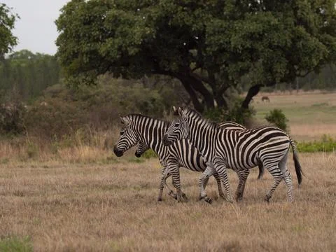 Zebra grazing in an open field 14 Stock Photos