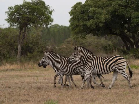 Zebra grazing in an open field 15 Stock Photos