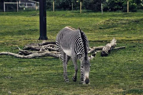 Zebra Grazing in Open Field Stock Photos