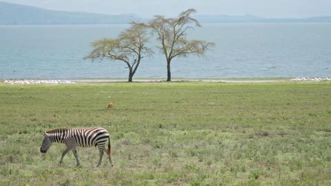 Zebra grazing on open lakeside grassland Stock Footage 327612047