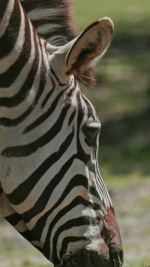 Zebra grazing peacefully in green meadow Stock Footage 327652602