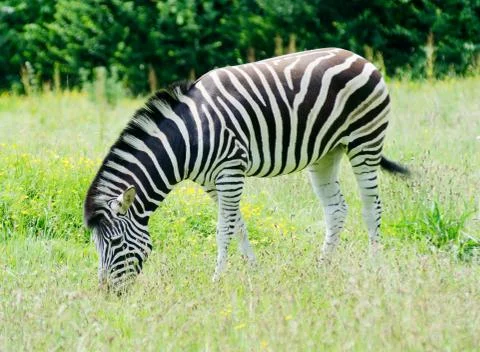 Zebra grazing Stock Photos