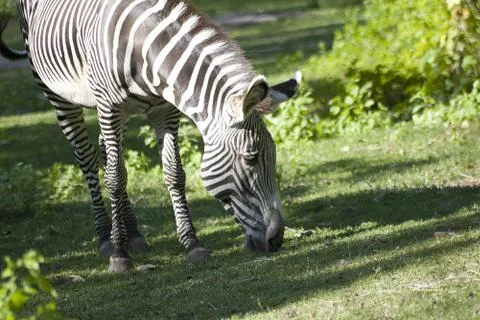 Zebra Grazing Stock Photos