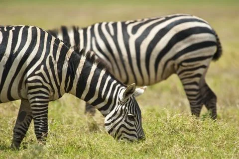 Zebra grazing Stock Photos