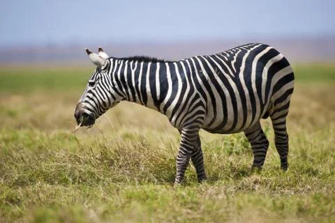 Zebra grazing Stock Photos