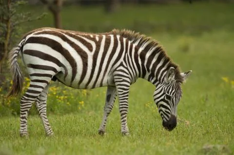 Zebra grazing Stock Photos