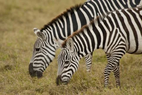 Zebra grazing Stock Photos