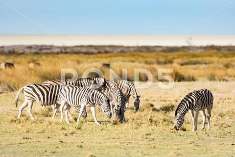 Zebra Grazing Stock Photos