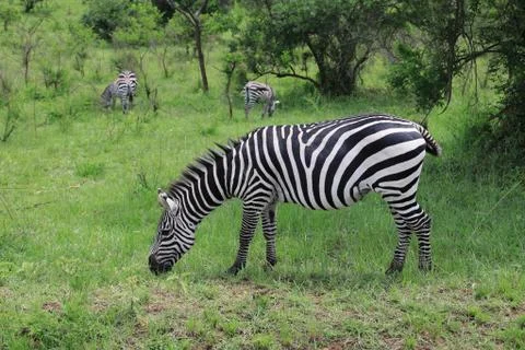 Zebra grazing 스톡 사진