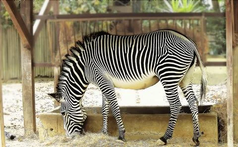A zebra grazing Stock Photos