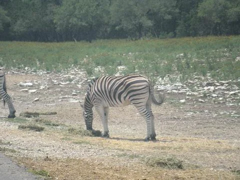 Zebra grazing 写真素材