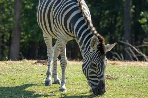 Zebra Grazing Stock Photos