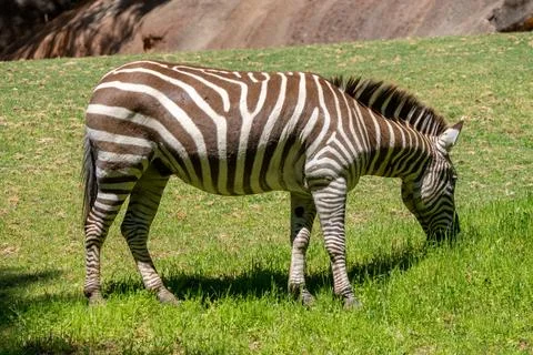 Zebra Grazing Фото