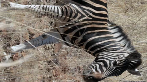 Zebra grazing on the plains Stock Footage 301943331