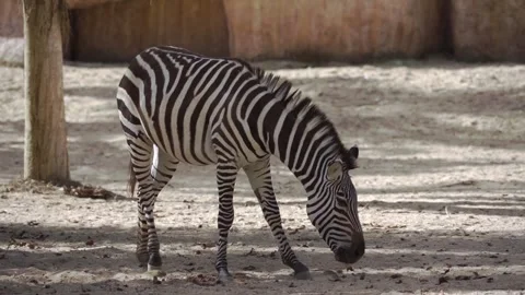 Zebra Grazing on Sandy Ground Inside Zoo in Bali Stock Footage 325510763
