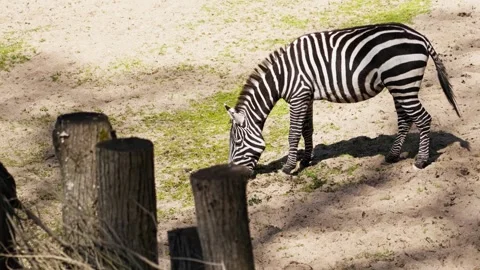 Zebra grazing in sandy zoo enclosure with blurred wooden posts in foreground Stock Footage 345520827