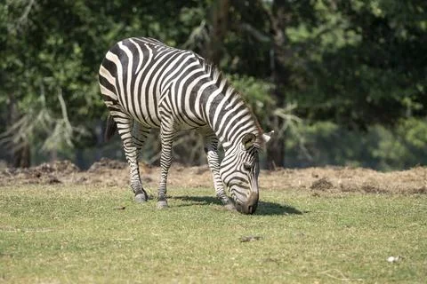 Zebra grazing in the sun Foto stock