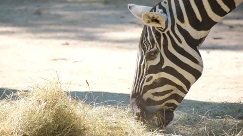 Zebra Grazing at Sunset Capturing Natures Stripes Magnificently in Beautiful Stock Footage 304829995