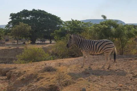Zebra grazing with vegetation. Stock Photos