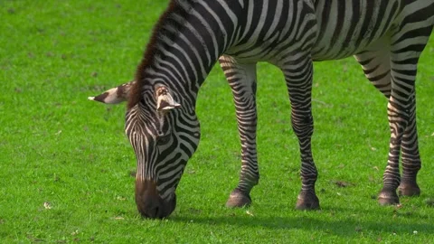 Zebra grazing on vibrant green grass field in bright natural sunlight outdoors Stock Footage 328534197