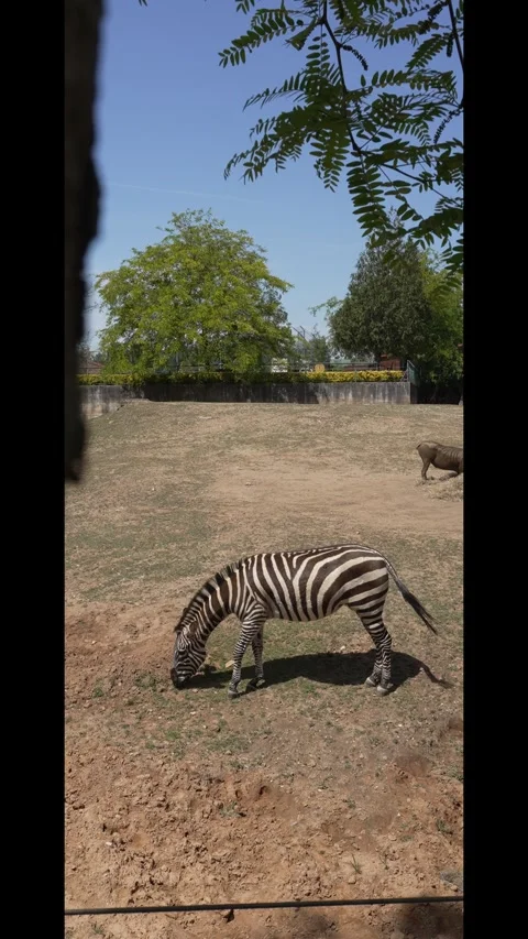 Zebra Grazing in a Zoo Stock Footage 342264721