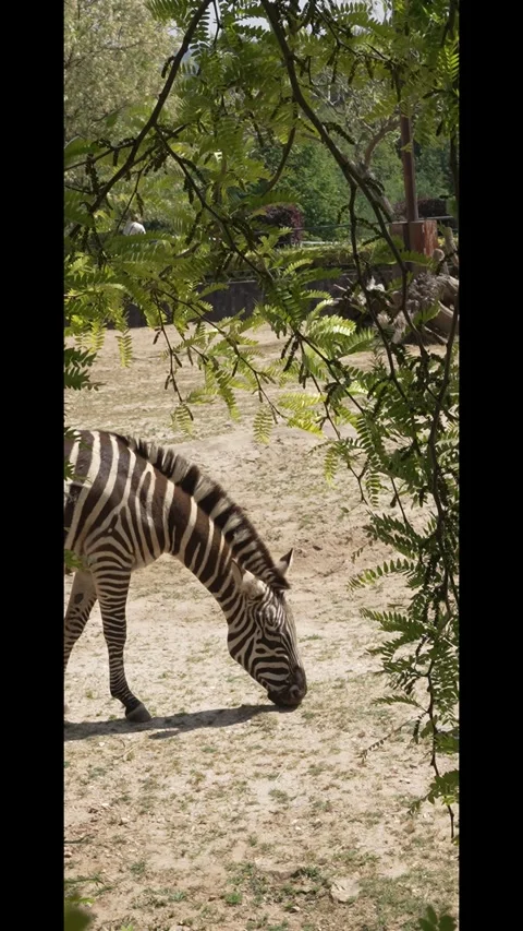 Zebra Grazing in a Zoo Stock Footage 342265601