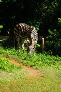 Zebra grazing at the zoo 스톡 사진