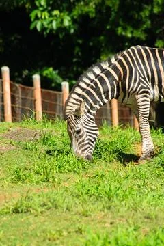 Zebra grazing at the zoo Fotos Stock