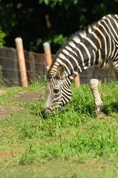 Zebra grazing at the zoo Fotos Stock