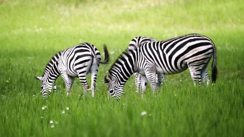 Zebra on the green field Stock Footage 105600702