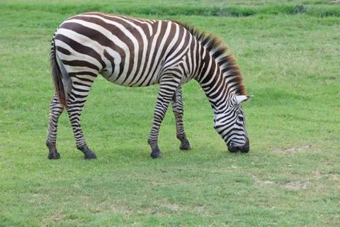 Zebra on green grass field 写真素材