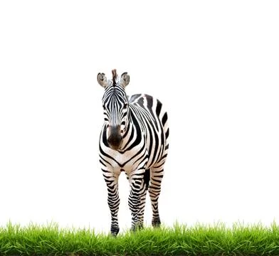 Zebra with green grass isolated Foto stock