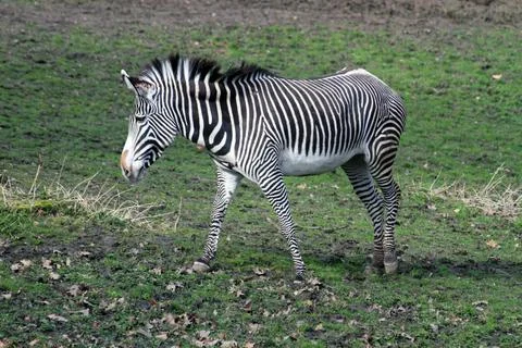 Zebra on the green grass 写真素材
