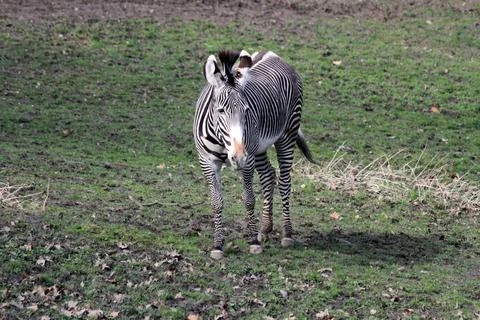 Zebra on the green grass Foto stock